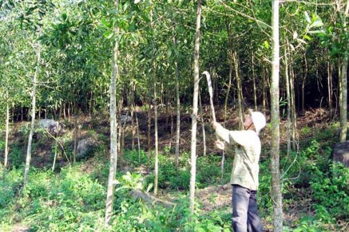 Thẩm định và phê duyệt phương án điều chế rừng của chủ rừng nhà nước