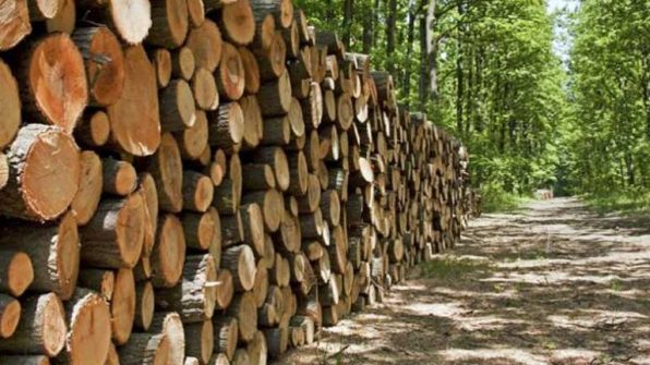 Thẩm định và phê duyệt hồ sơ thiết kế khai thác tận thu, tận dụng gỗ trong rừng tự nhiên của chủ rừng nhà nước.