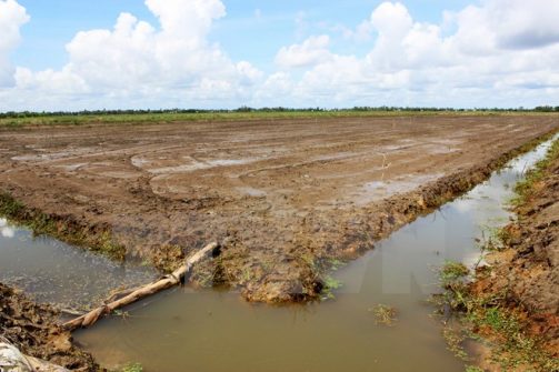 Thẩm định phương án chống hạn, nhiễm mặn các công trình thủy lợi phục vụ nước tưới sản xuất nông nghiệp