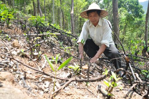 Thẩm định và phê duyệt hồ sơ thiết kế dự án cải tạo rừng nghèo kiệt của chủ rừng nhà nước