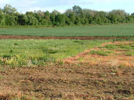 Điều kiện chuyển nhượng đất ở và đất trồng cây như thế nào theo quy định?