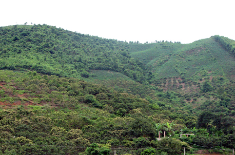 Dịch vụ tư vấn chuyển đổi đất rừng sản xuất sang đất ở