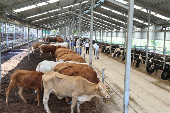 Dịch vụ xin cấp Giấy chứng nhận đủ điều kiện chăn nuôi đối với trang trại chăn nuôi quy mô lớn